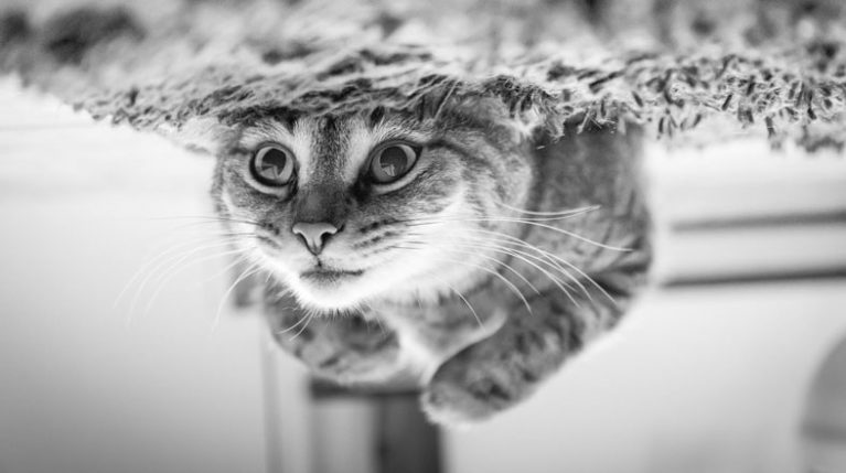 cat playing on the ground upside-down image of a cat playing on the ground