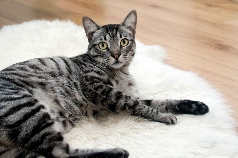 gray tiger cat is lying on a carpet
