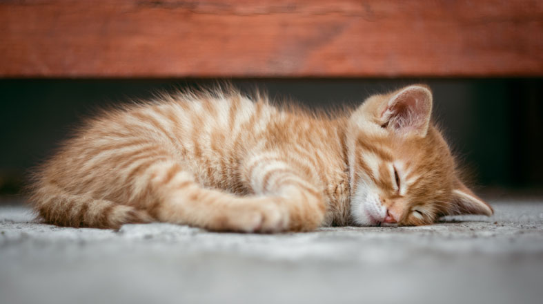little kitty sleeps little kitty sleeps