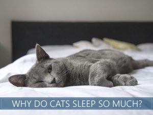 is my cat sleeping too much - truth revealed