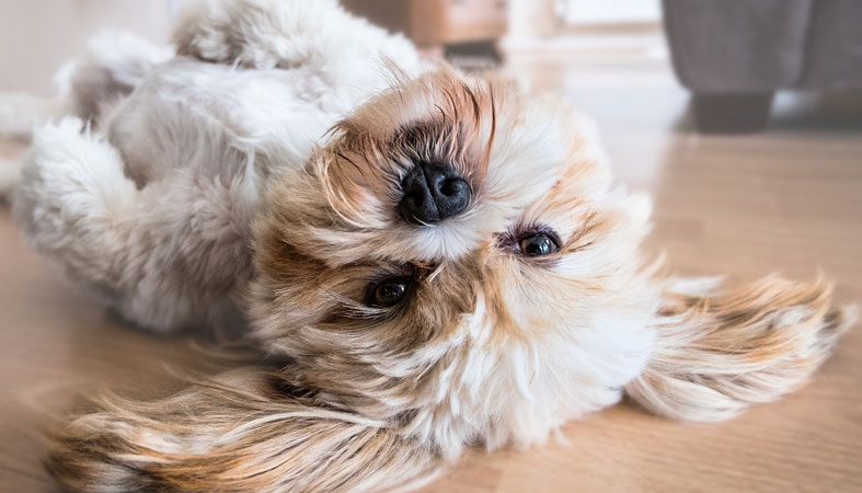 a-cute-dog-ready-to-play a cute dog ready to play