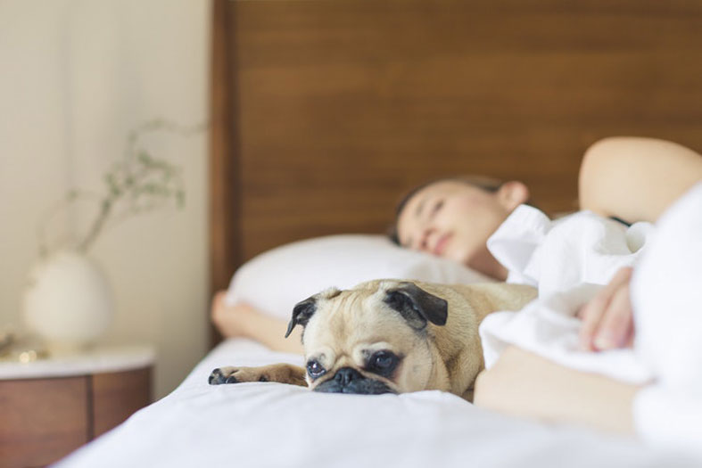 dog napping on a bed