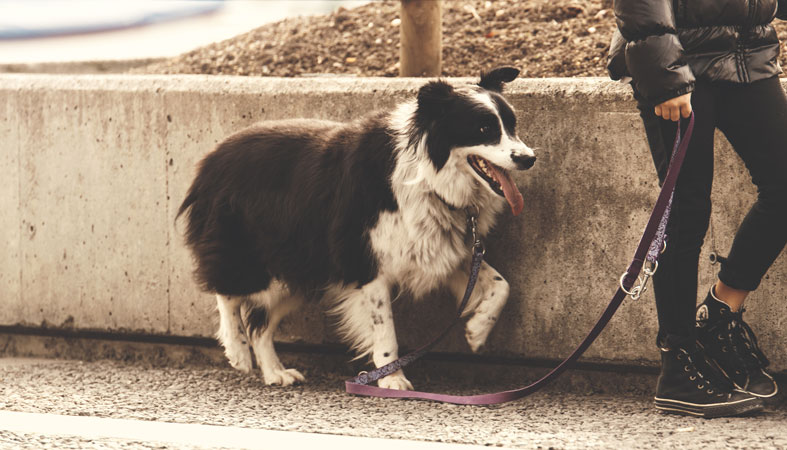 happy dog walking