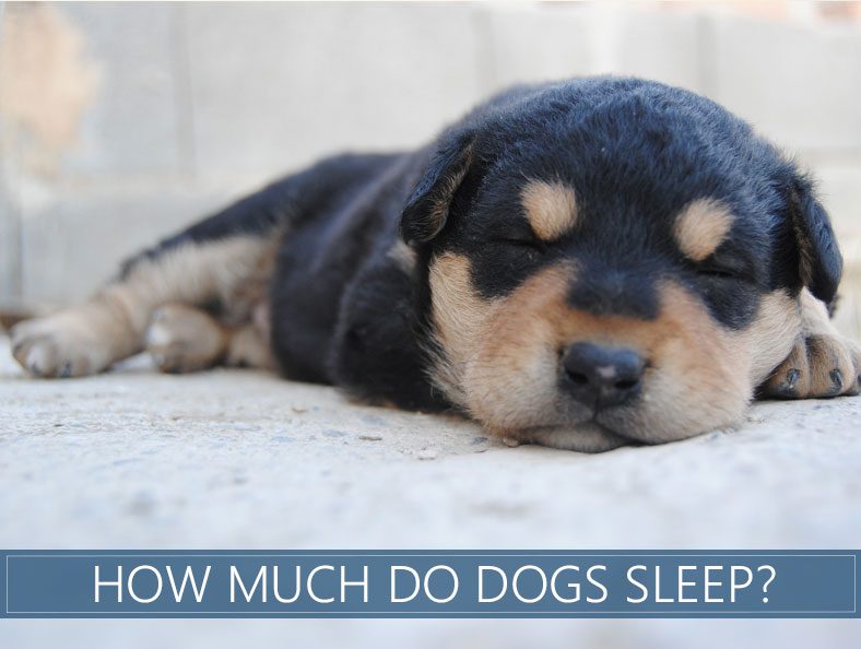 How Much Should My Dog Sleep Per Day?