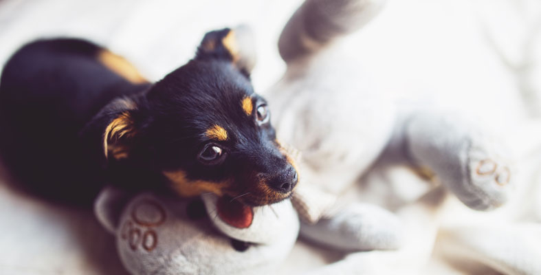 little black dog with bear toy