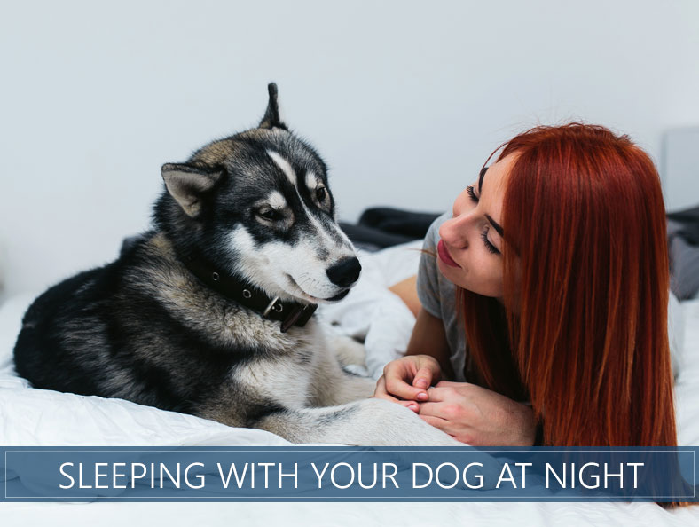 sleeping with your dog at night