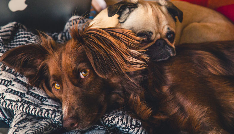 two cute dogs lying in bed