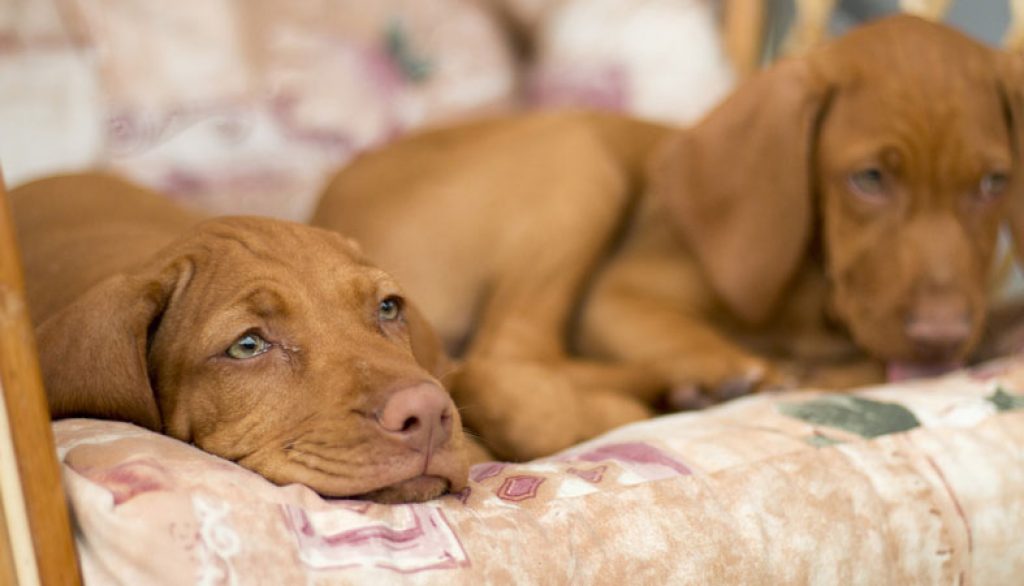 Why is Your Dog Restless at Night and What Can You Do About It? Sleep