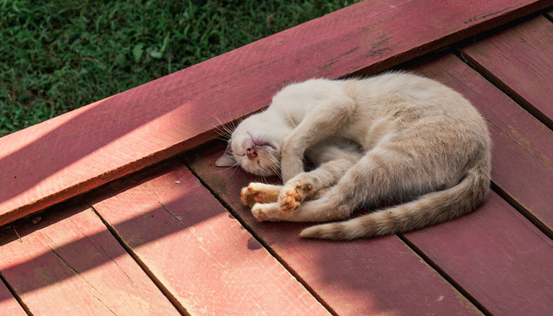 Do Cats Dream? What Do They Dream About? 2 cat sleep in yard