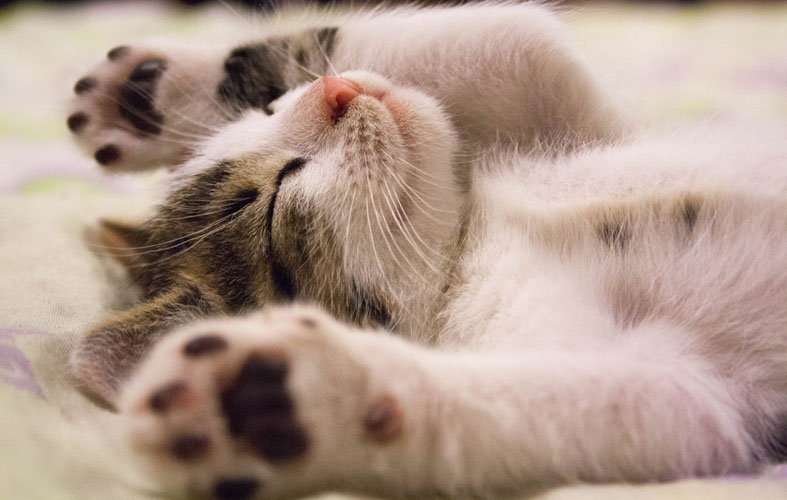 Do Cats Dream? What Do They Dream About? 3 cute cat is sleeping