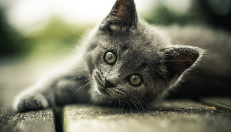Do Cats Dream? What Do They Dream About? 4 gray small cute cat