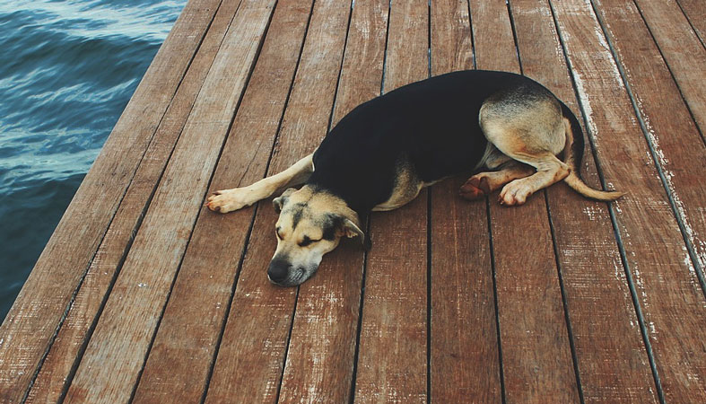 large canine sleeping by the water