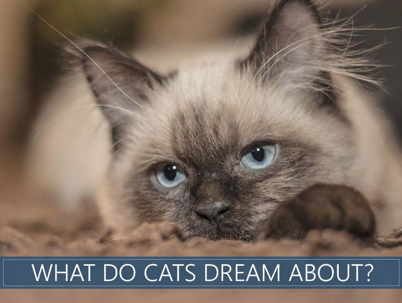 Do Cats Dream? What Do They Dream About?