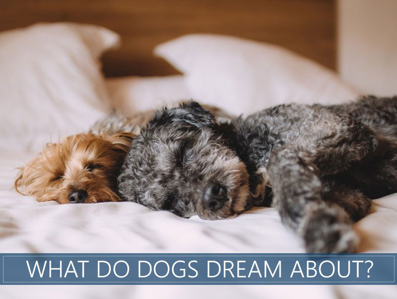 Do Dogs Actually Dream? Find Out What They Dream About