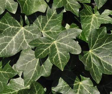 english-ivy english ivy