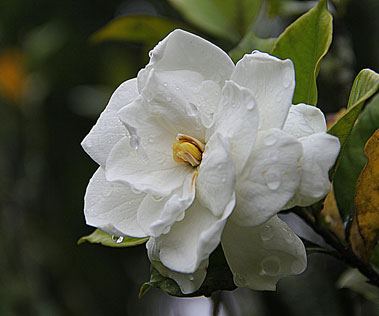 gardenia gardenia
