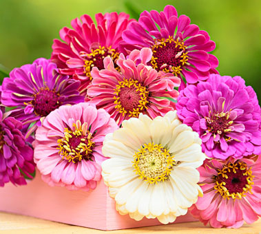 gerbera-daisy gerbera daisy
