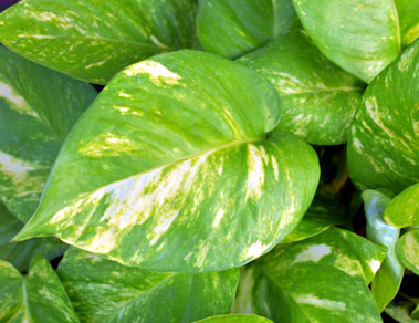 golden-pothos golden pothos