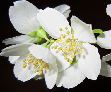 jasmine jasmine
