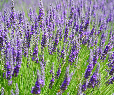 lavander lavander