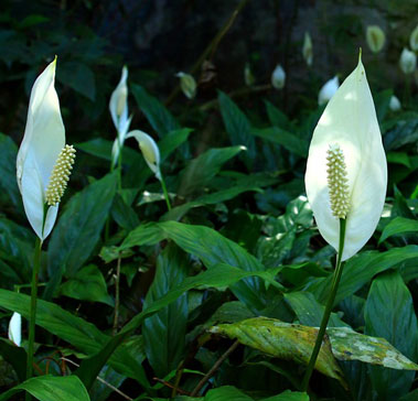 peace-lily peace lily