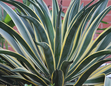 snake-plant snake plant