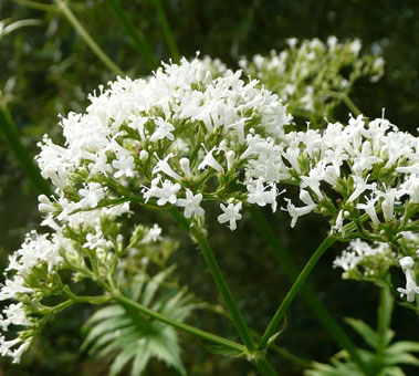 valerian valerian