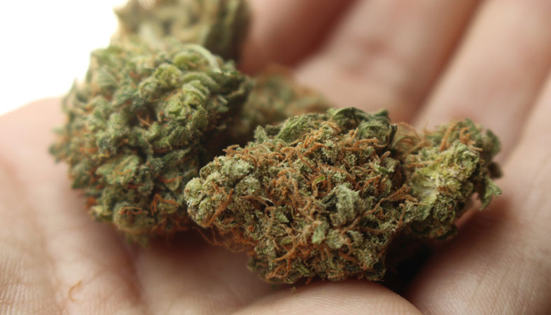 weed