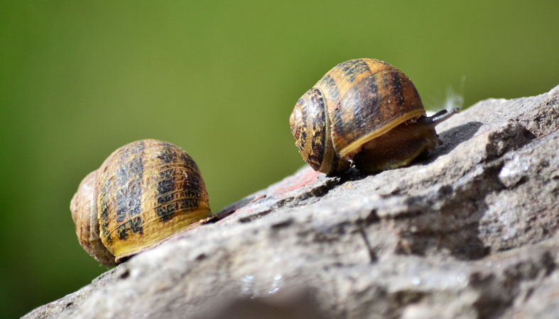 How Long Do Snails Really Sleep Per Day Sleep Advisor