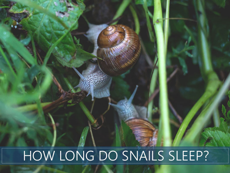 How Long Do Garden Snails Sleep 