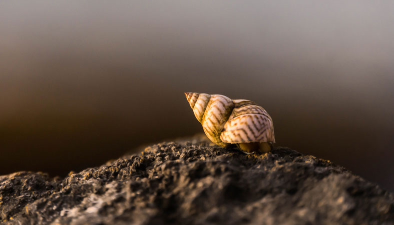 How Long Does a Snail Sleep? Can They Do it for 3 Years? 3 trumpet snail
