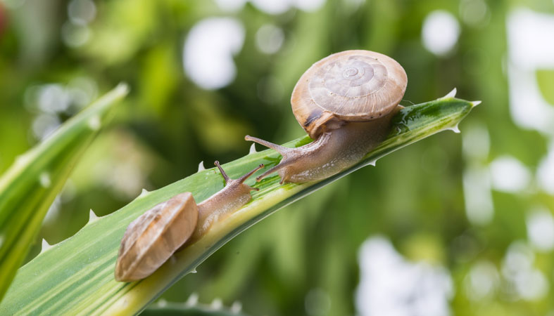 two snails above of a leaf