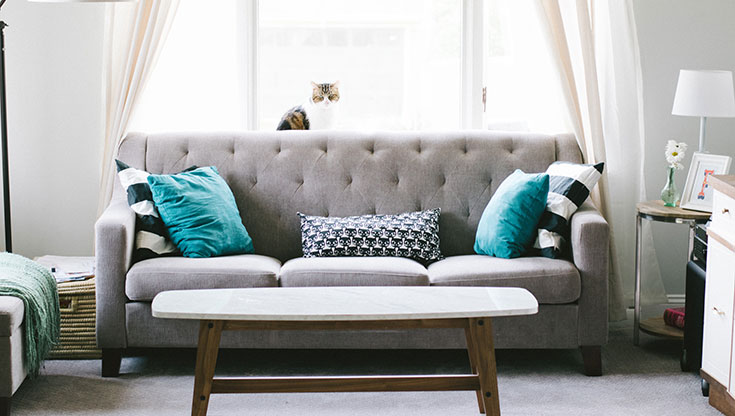 grey-couch-with-turquoise-pillows-and-a-cat-on-the-top grey couch with turquoise pillows and a cat on the top