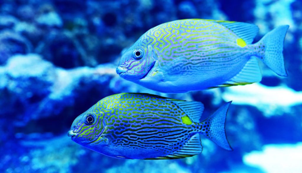 How Do Fish Sleep? Sleep Advisor