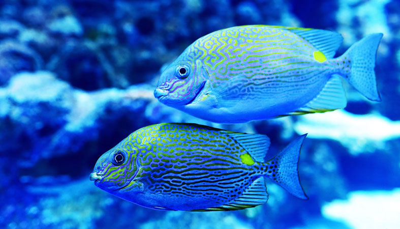 couple-of-blue-yellow-fish couple of blue yellow fish