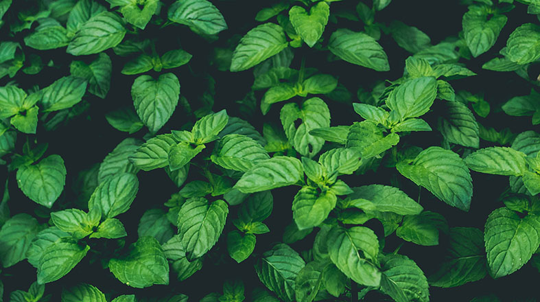mint leaves