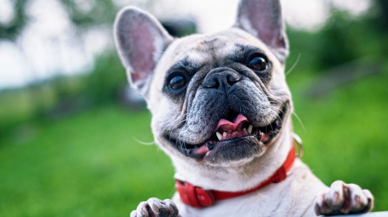 white French bulldog