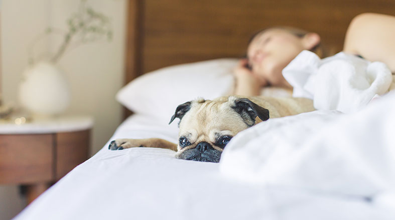 woman-is-taking-a-nap-with-her-pet woman is taking a nap with her pet