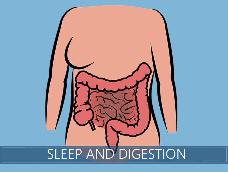 Sleep and Digestion How to Improve Your Gut Health