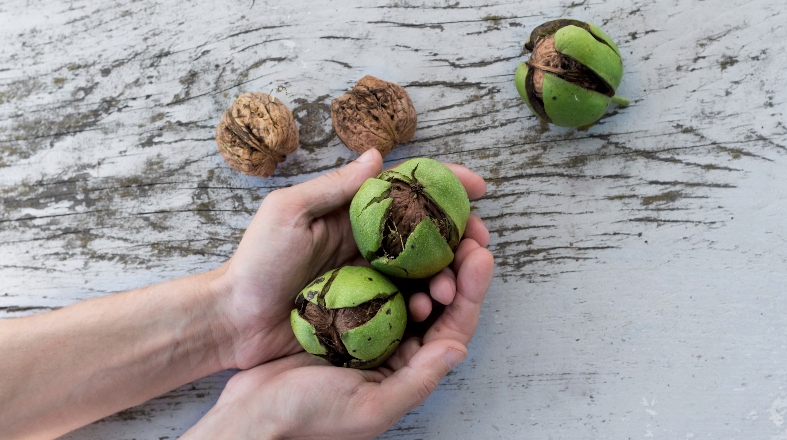 photo of hands holding fresh walnuts