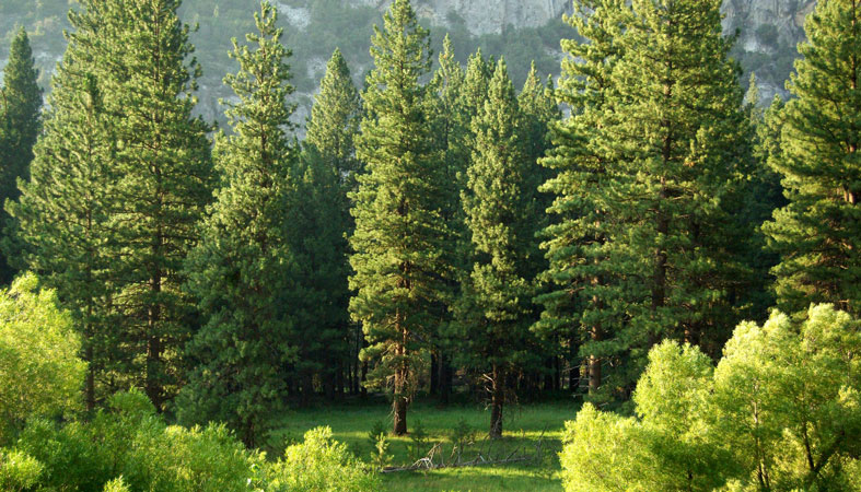 evergreen-forest evergreen forest
