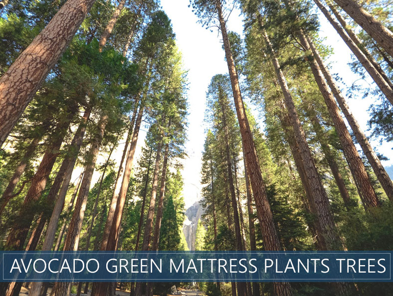 planting trees by avocado green mattress