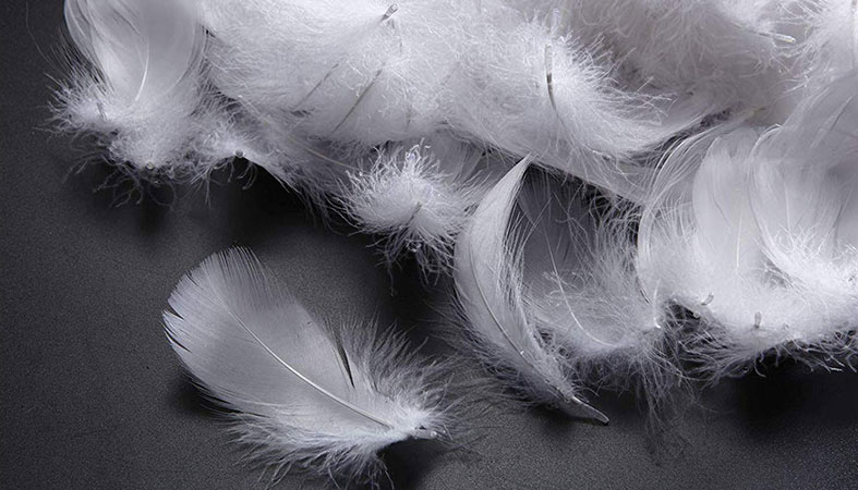photo of the feathers on the black background