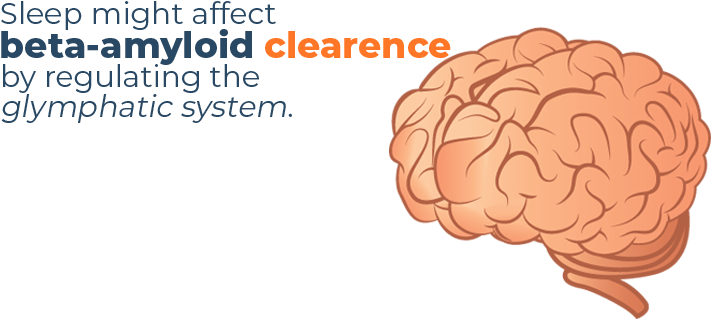 Beta Amyloid Clearence By Sleep