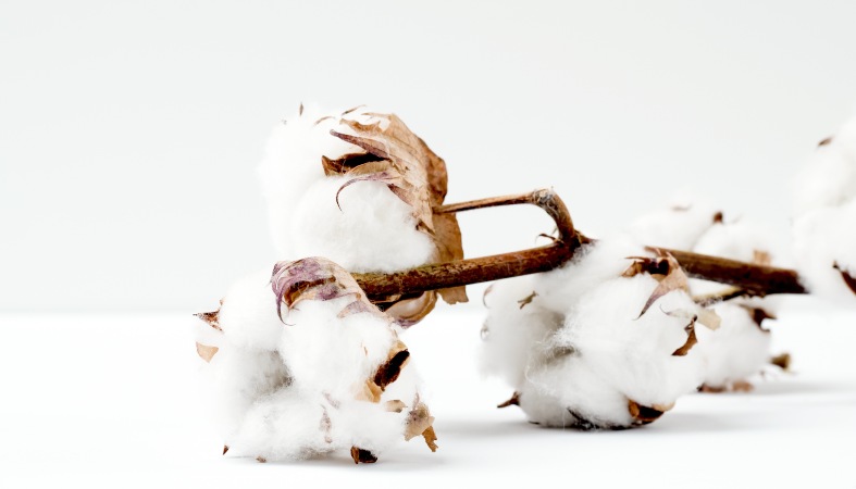 image of a cotton