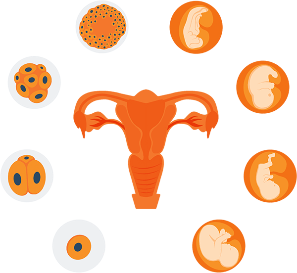 Illustration of Process of Reproduction