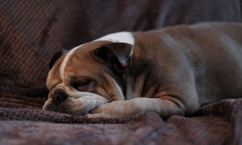 a bulldog is sleeping on the bed a bulldog is sleeping on the bed