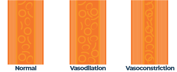 Illustration of Normal Artery, Vasodilation and Vasoconstriction Illustration of Normal Artery, Vasodilation and Vasoconstriction