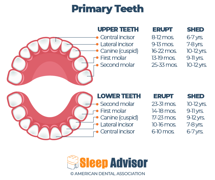 Primary Teeth Development Chart