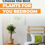 Bedroom Friendly Houseplants